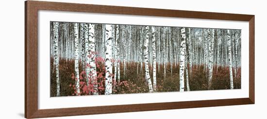 Silver Birch Forest, China-null-Framed Art Print