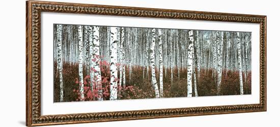 Silver Birch Forest, China--Framed Art Print