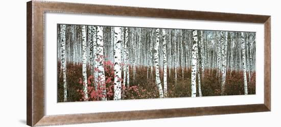 Silver Birch Forest, China-null-Framed Art Print