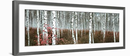 Silver Birch Forest, China--Framed Art Print