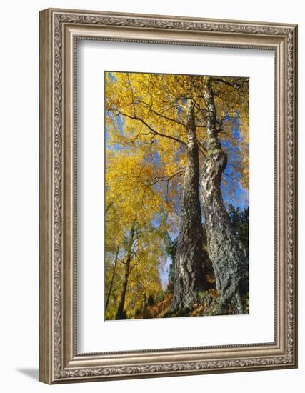 Silver Birch in autumn, Craigellachie National Nature Reserve, Cairngorms NP, Scotland-Laurie Campbell-Framed Photographic Print