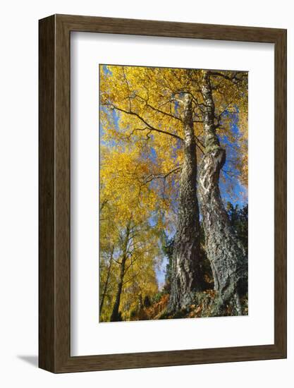 Silver Birch in autumn, Craigellachie National Nature Reserve, Cairngorms NP, Scotland-Laurie Campbell-Framed Photographic Print