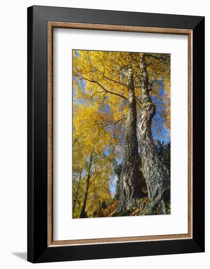 Silver Birch in autumn, Craigellachie National Nature Reserve, Cairngorms NP, Scotland-Laurie Campbell-Framed Photographic Print