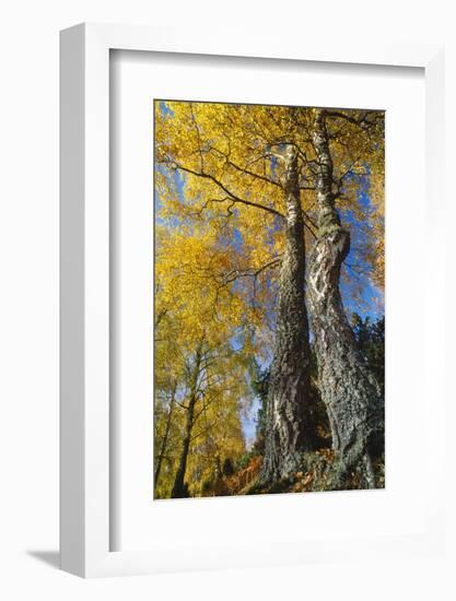 Silver Birch in autumn, Craigellachie National Nature Reserve, Cairngorms NP, Scotland-Laurie Campbell-Framed Photographic Print