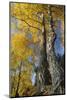 Silver Birch in autumn, Craigellachie National Nature Reserve, Cairngorms NP, Scotland-Laurie Campbell-Mounted Photographic Print