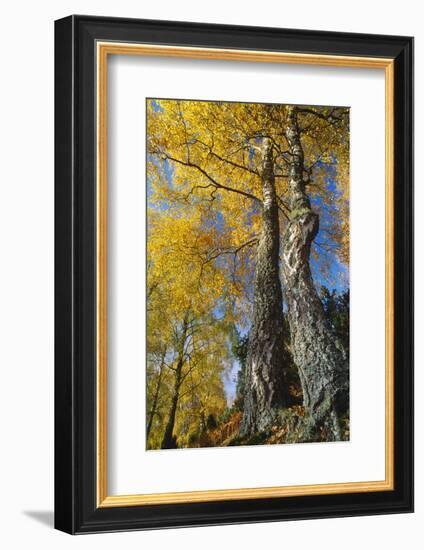 Silver Birch in autumn, Craigellachie National Nature Reserve, Cairngorms NP, Scotland-Laurie Campbell-Framed Photographic Print