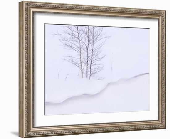 Silver Birch, in Winter Snow Cornice, Estonia-Niall Benvie-Framed Photographic Print