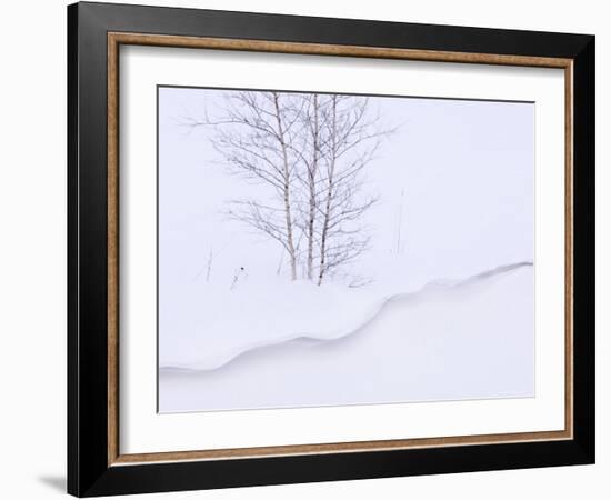 Silver Birch, in Winter Snow Cornice, Estonia-Niall Benvie-Framed Photographic Print