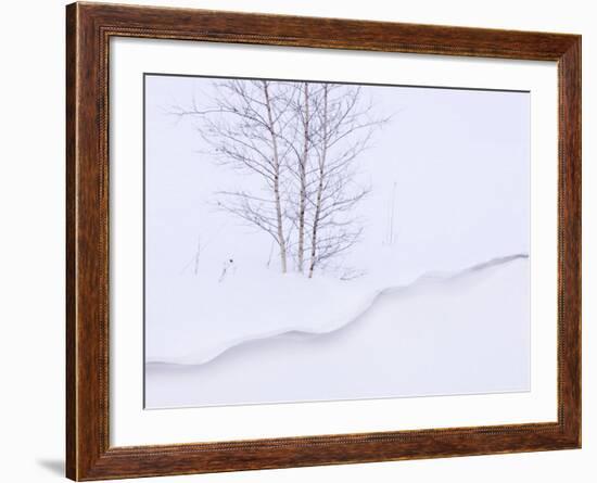 Silver Birch, in Winter Snow Cornice, Estonia-Niall Benvie-Framed Photographic Print