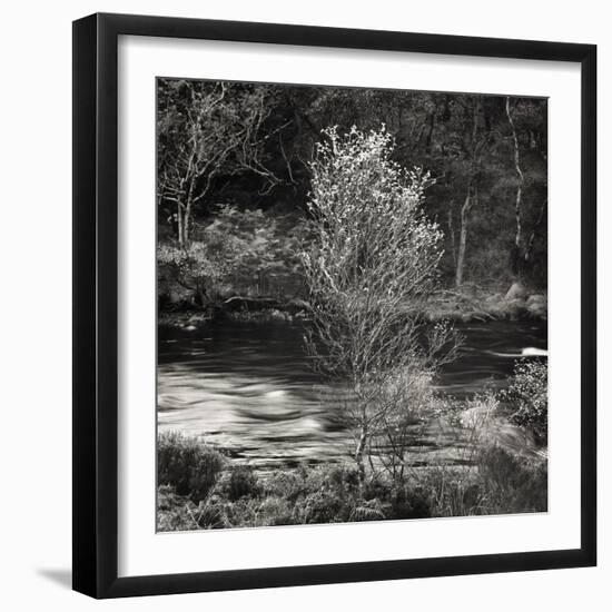 Silver Birch, Inverkirkaig 1979-null-Framed Giclee Print