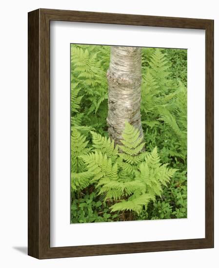 Silver Birch Trees and Ferns, Near Tromso, Norway, Scandinavia-Gary Cook-Framed Photographic Print