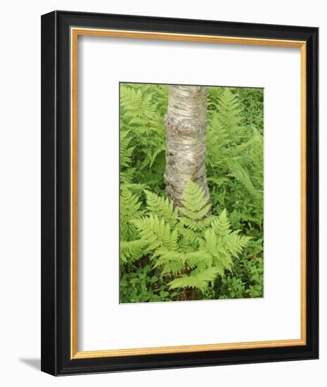 Silver Birch Trees and Ferns, Near Tromso, Norway, Scandinavia-Gary Cook-Framed Photographic Print