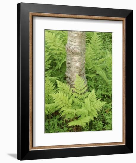 Silver Birch Trees and Ferns, Near Tromso, Norway, Scandinavia-Gary Cook-Framed Photographic Print