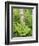 Silver Birch Trees and Ferns, Near Tromso, Norway, Scandinavia-Gary Cook-Framed Photographic Print