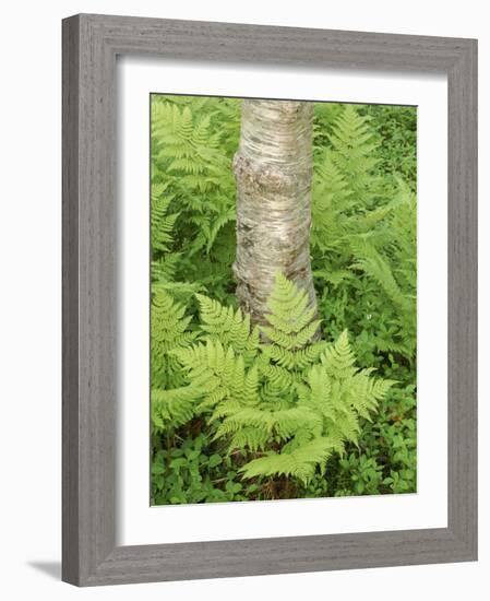 Silver Birch Trees and Ferns, Near Tromso, Norway, Scandinavia-Gary Cook-Framed Photographic Print
