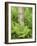 Silver Birch Trees and Ferns, Near Tromso, Norway, Scandinavia-Gary Cook-Framed Photographic Print