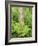 Silver Birch Trees and Ferns, Near Tromso, Norway, Scandinavia-Gary Cook-Framed Photographic Print