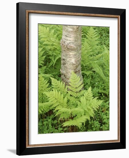 Silver Birch Trees and Ferns, Near Tromso, Norway, Scandinavia-Gary Cook-Framed Photographic Print