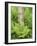 Silver Birch Trees and Ferns, Near Tromso, Norway, Scandinavia-Gary Cook-Framed Photographic Print