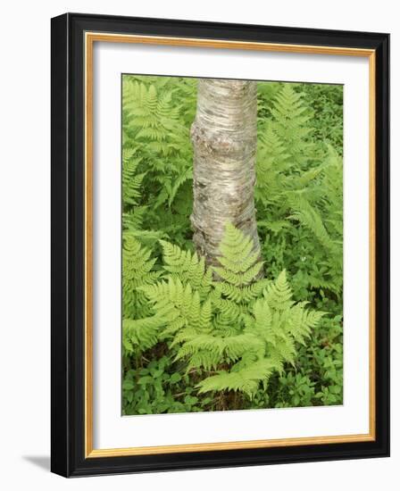 Silver Birch Trees and Ferns, Near Tromso, Norway, Scandinavia-Gary Cook-Framed Photographic Print