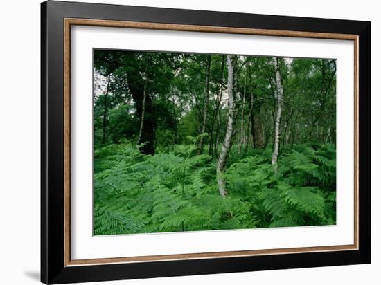 Silver Birch Trees and Ferns, Sherwood Forest-null-Framed Giclee Print