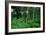 Silver Birch Trees and Ferns, Sherwood Forest-null-Framed Giclee Print