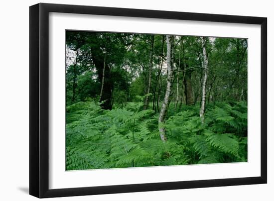 Silver Birch Trees and Ferns, Sherwood Forest-null-Framed Giclee Print