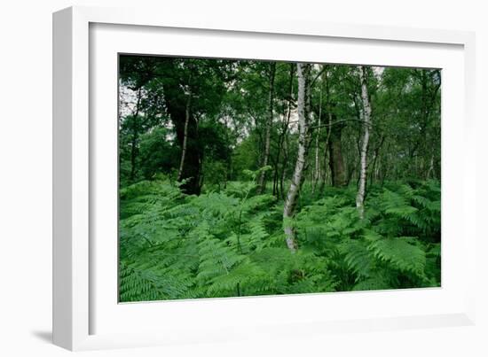 Silver Birch Trees and Ferns, Sherwood Forest-null-Framed Giclee Print