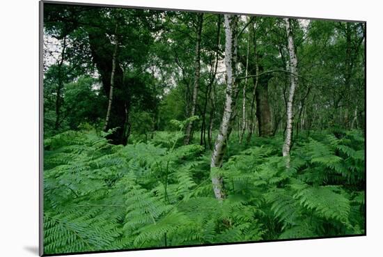 Silver Birch Trees and Ferns, Sherwood Forest-null-Mounted Giclee Print