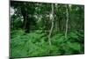 Silver Birch Trees and Ferns, Sherwood Forest-null-Mounted Giclee Print