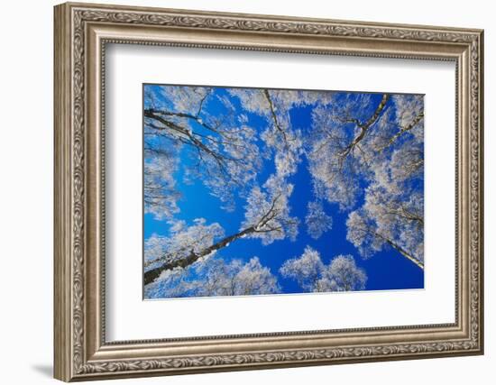 silver birch trees coated in hoar frost in winter, uk-mark hamblin-Framed Photographic Print