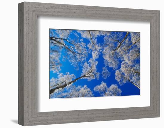 silver birch trees coated in hoar frost in winter, uk-mark hamblin-Framed Photographic Print