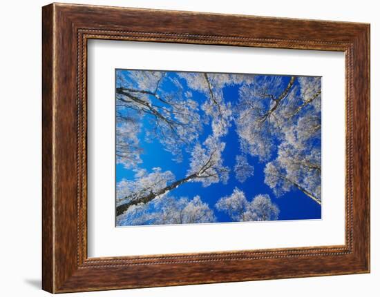 silver birch trees coated in hoar frost in winter, uk-mark hamblin-Framed Photographic Print