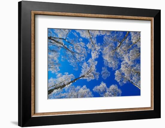 silver birch trees coated in hoar frost in winter, uk-mark hamblin-Framed Photographic Print