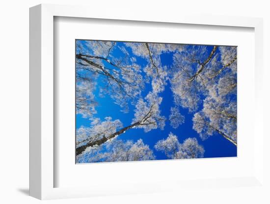 silver birch trees coated in hoar frost in winter, uk-mark hamblin-Framed Photographic Print