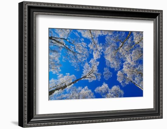 silver birch trees coated in hoar frost in winter, uk-mark hamblin-Framed Photographic Print