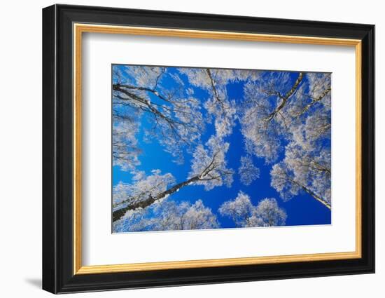 silver birch trees coated in hoar frost in winter, uk-mark hamblin-Framed Photographic Print