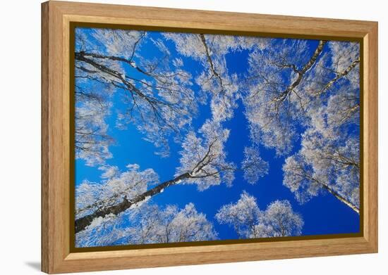 silver birch trees coated in hoar frost in winter, uk-mark hamblin-Framed Premier Image Canvas