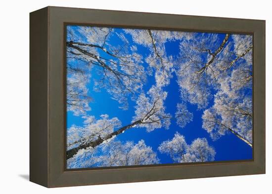 silver birch trees coated in hoar frost in winter, uk-mark hamblin-Framed Premier Image Canvas