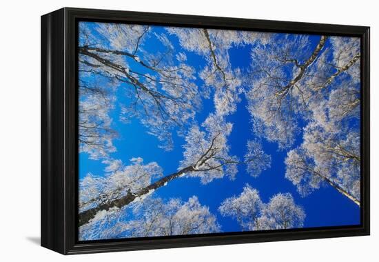 silver birch trees coated in hoar frost in winter, uk-mark hamblin-Framed Premier Image Canvas