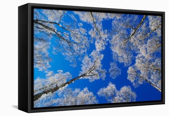 silver birch trees coated in hoar frost in winter, uk-mark hamblin-Framed Premier Image Canvas