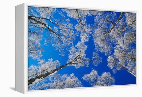 silver birch trees coated in hoar frost in winter, uk-mark hamblin-Framed Premier Image Canvas