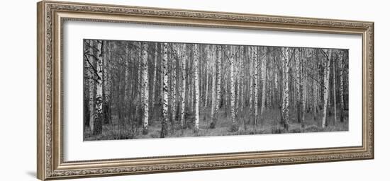 Silver birch trees in a forest, Narke, Sweden-Panoramic Images-Framed Photographic Print