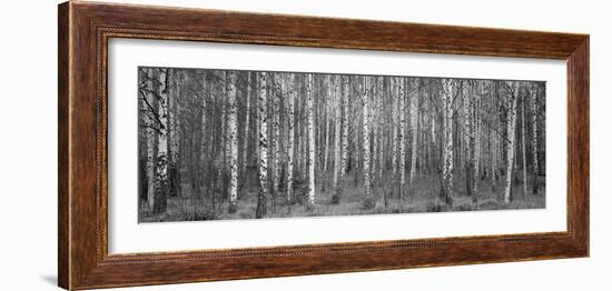 Silver birch trees in a forest, Narke, Sweden-Panoramic Images-Framed Photographic Print