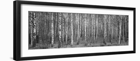 Silver birch trees in a forest, Narke, Sweden-Panoramic Images-Framed Photographic Print