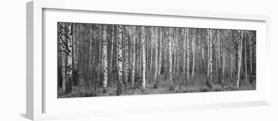Silver birch trees in a forest, Narke, Sweden-Panoramic Images-Framed Photographic Print