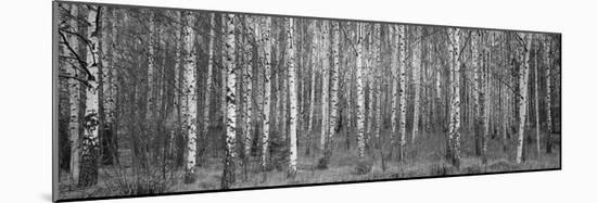 Silver birch trees in a forest, Narke, Sweden-Panoramic Images-Mounted Photographic Print