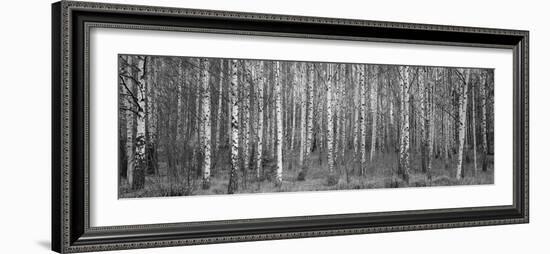 Silver birch trees in a forest, Narke, Sweden-Panoramic Images-Framed Photographic Print