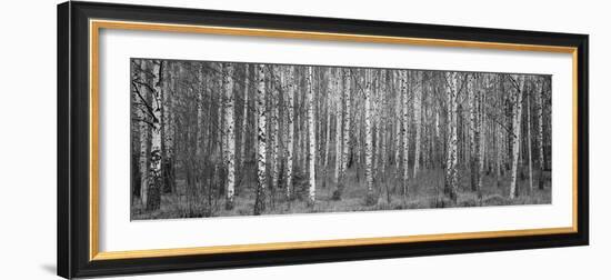 Silver birch trees in a forest, Narke, Sweden-Panoramic Images-Framed Photographic Print
