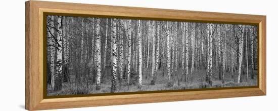 Silver birch trees in a forest, Narke, Sweden-Panoramic Images-Framed Premier Image Canvas